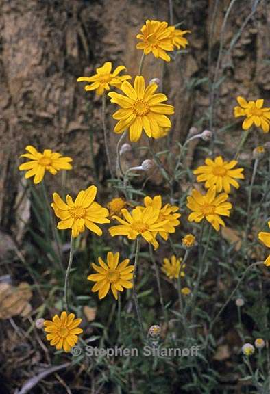 eriophyllum lanatum var achilleoides 4 graphic